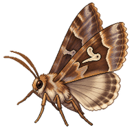 Common Looper Moth
