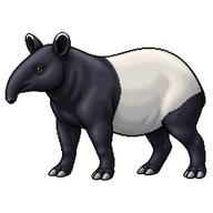 Malayan Tapir