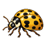 14-spotted Ladybird Beetle