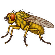 Yellow Dung Fly