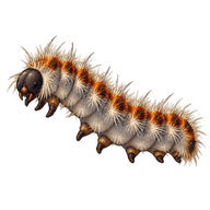 Pine Processionary Larva