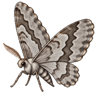 Common Gray