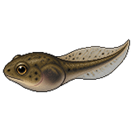 Asian Common Toad Tadpole