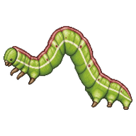 Red-fringed Emerald Larva