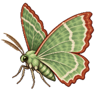 Red-bordered Emerald