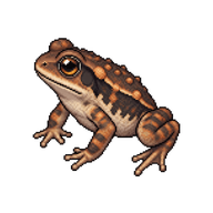 Asian Common Toadlet