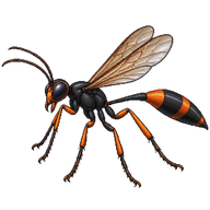 Common Thread-waisted Wasp