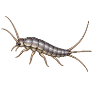 Grey Silverfish