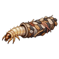 Case-making Clothes Moth Larva