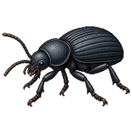 Dusky Darkling Beetle