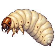 European Hornet Larva