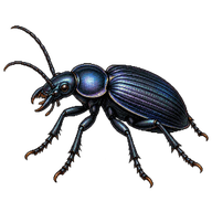 Smooth Ground Beetle