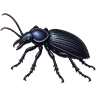 Leather Beetle