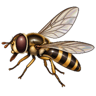 Dusky-banded Forest Fly