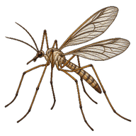Range Crane Fly