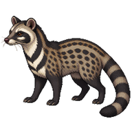 Large Indian Civet