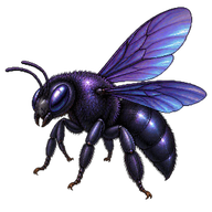 Violet Carpenter Bee