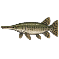 Alligator Gar