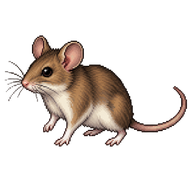White-footed Deermouse