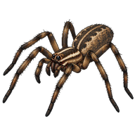 Dark-legged Grass Spider