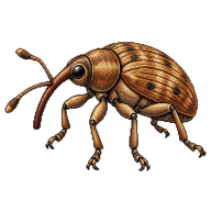 Nut Weevil