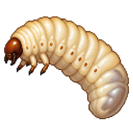 Nut Weevil Larva