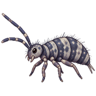 Soil Springtail