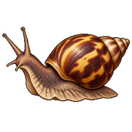 Banana Rasp Snail