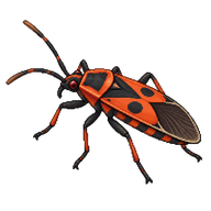 Small Milkweed Bug
