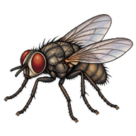 Little House Fly