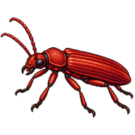 Red Flat Bark Beetle