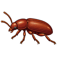 Red flour beetle