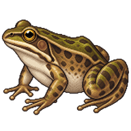 Blyth's River Frog
