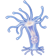 Moon Jelly Polyp