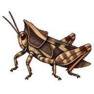 Hooded Grouse Locust