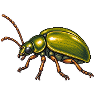 Willow Leaf Beetle