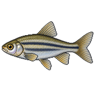 Bridle Shiner
