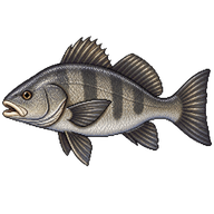 Black Drum