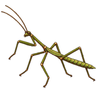 Stick Insect