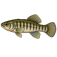 Striped Killifish