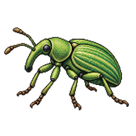 Pale Green Weevil