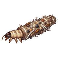 Household Casebearer Larva