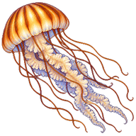 Atlantic Sea Nettle