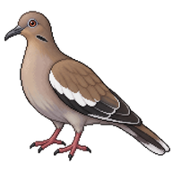 White-winged Dove
