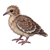 White-winged Dove Chick