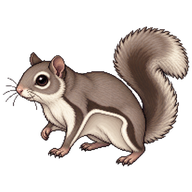 Northern Flying Squirrel