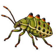 Four-humped Stink Bug Nymph