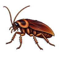 Florida Woods Cockroach