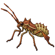 Dock Bug Nymph