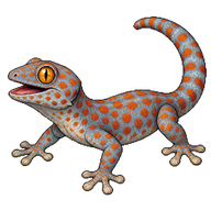 Tokay Gecko